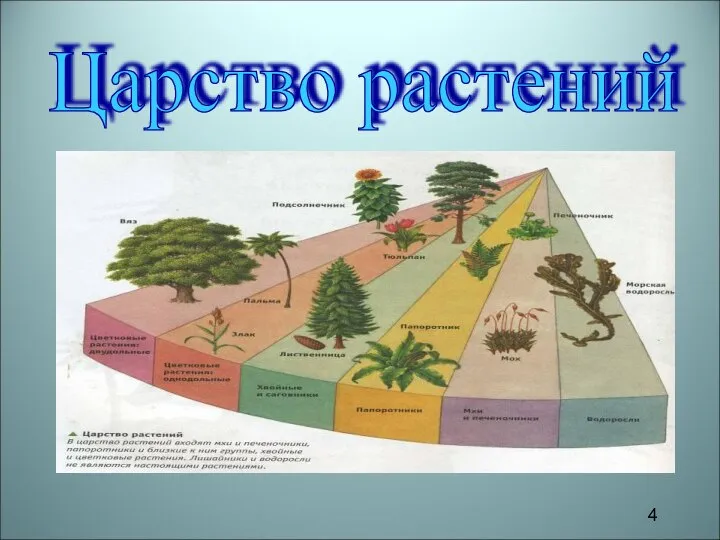 Царство растений 4