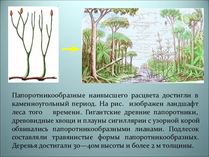 Папоротникообразные наивысшего расцвета достигли в каменноугольный период. На рис. изображен ландшафт леса