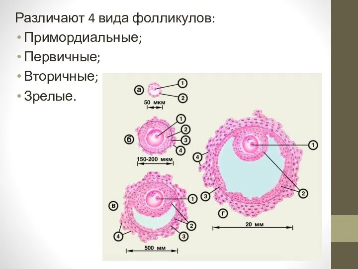 Различают 4 вида фолликулов: Примордиальные; Первичные; Вторичные; Зрелые.