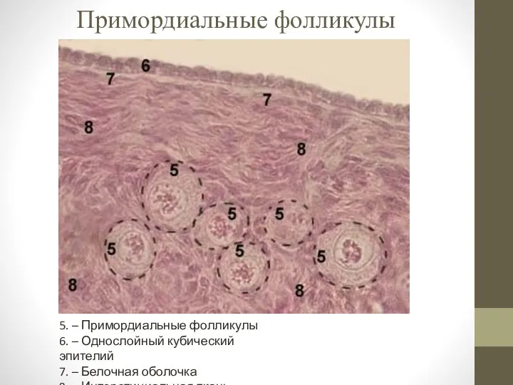 Примордиальные фолликулы 5. – Примордиальные фолликулы 6. – Однослойный кубический эпителий 7.