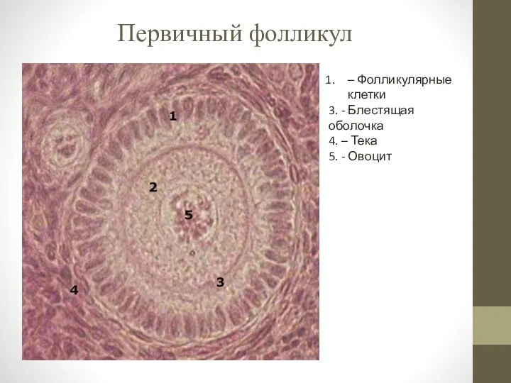 Первичный фолликул – Фолликулярные клетки 3. - Блестящая оболочка 4. – Тека 5. - Овоцит