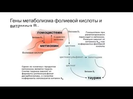 Гены метаболизма фолиевой кислоты и витамина В12