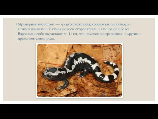 Мраморная амбистома — крепко сложенная, коренастая саламандра с яркими полосами. У самок