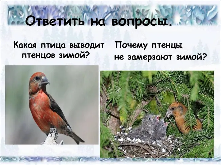 Ответить на вопросы. Какая птица выводит птенцов зимой? Почему птенцы не замерзают зимой?