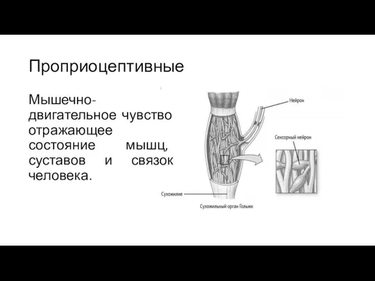 Проприоцептивные Мышечно-двигательное чувство отражающее состояние мышц, суставов и связок человека.