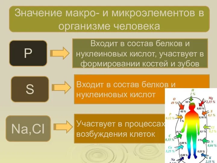 Значение макро- и микроэлементов в организме человека P Входит в состав белков