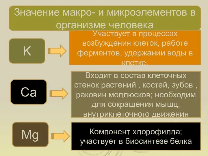 Значение макро- и микроэлементов в организме человека K Участвует в процессах возбуждения