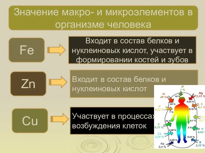 Значение макро- и микроэлементов в организме человека Fe Входит в состав белков