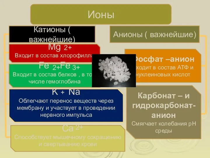 Ионы Катионы ( важнейшие) Mg Входит в состав хлорофилла 2+ Fe Fe