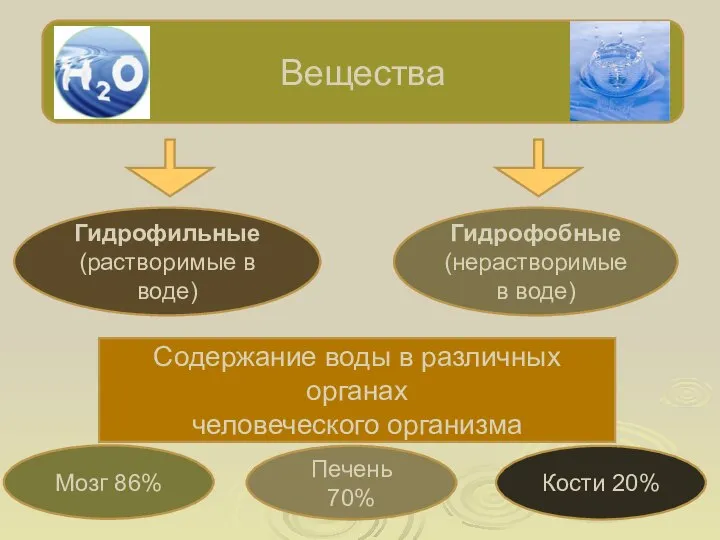 Вещества Гидрофильные (растворимые в воде) Гидрофобные (нерастворимые в воде) Содержание воды в