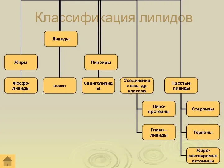 Классификация липидов