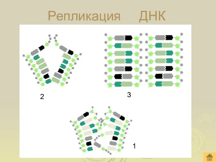 Репликация ДНК 1 2 3