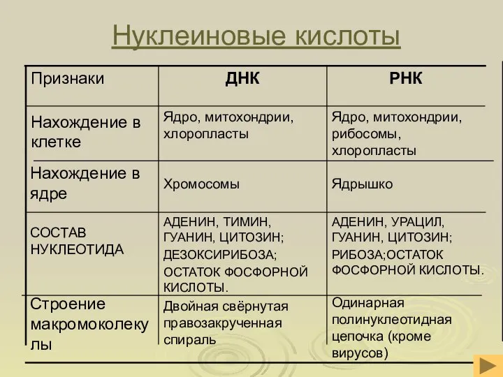 Нуклеиновые кислоты АДЕНИН, УРАЦИЛ, ГУАНИН, ЦИТОЗИН; РИБОЗА;ОСТАТОК ФОСФОРНОЙ КИСЛОТЫ. АДЕНИН, ТИМИН, ГУАНИН,