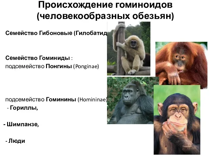 Происхождение гоминоидов (человекообразных обезьян) Семейство Гибоновые (Гилобатиды) Семейство Гоминиды : подсемейство Понгины