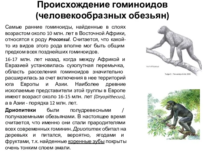 Происхождение гоминоидов (человекообразных обезьян) Самые ранние гоминоиды, найденные в слоях возрастом около