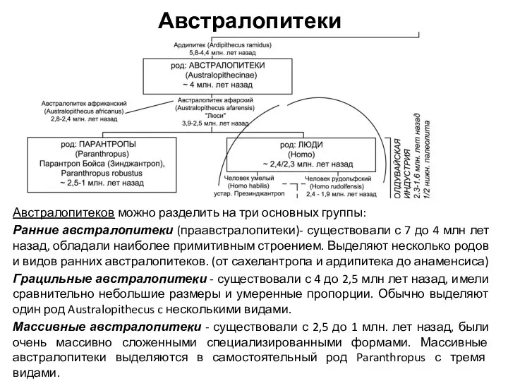 Австралопитеки Австралопитеков можно разделить на три основных группы: Ранние австралопитеки (праавстралопитеки)- существовали