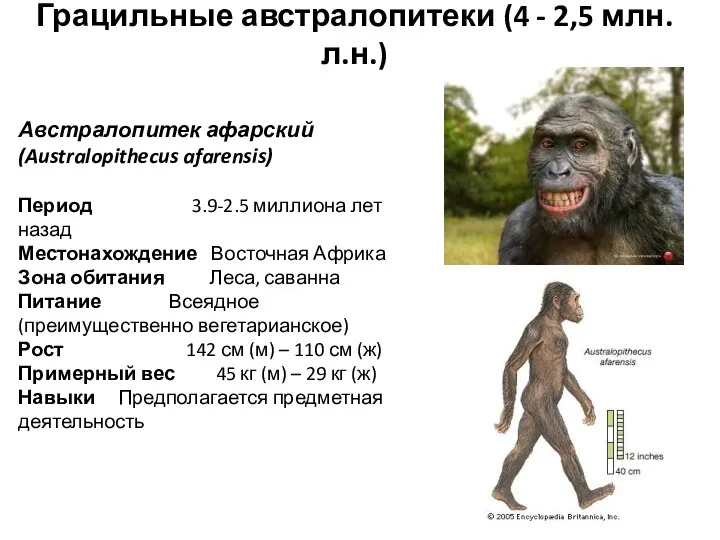 Грацильные австралопитеки (4 - 2,5 млн. л.н.) Австралопитек афарский (Australopithecus afarensis) Период