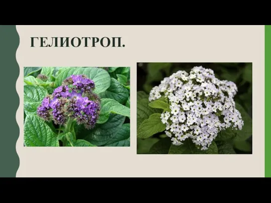 ГЕЛИОТРОП.