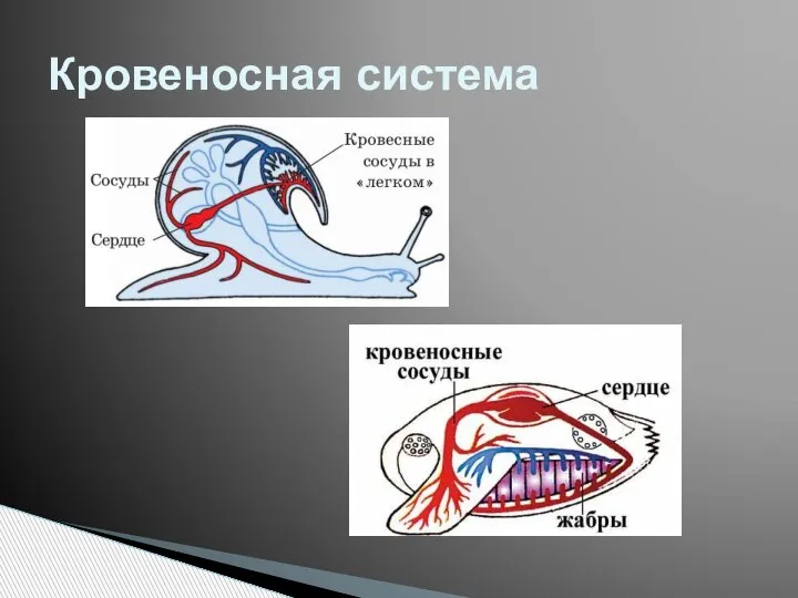 Кровеносная система