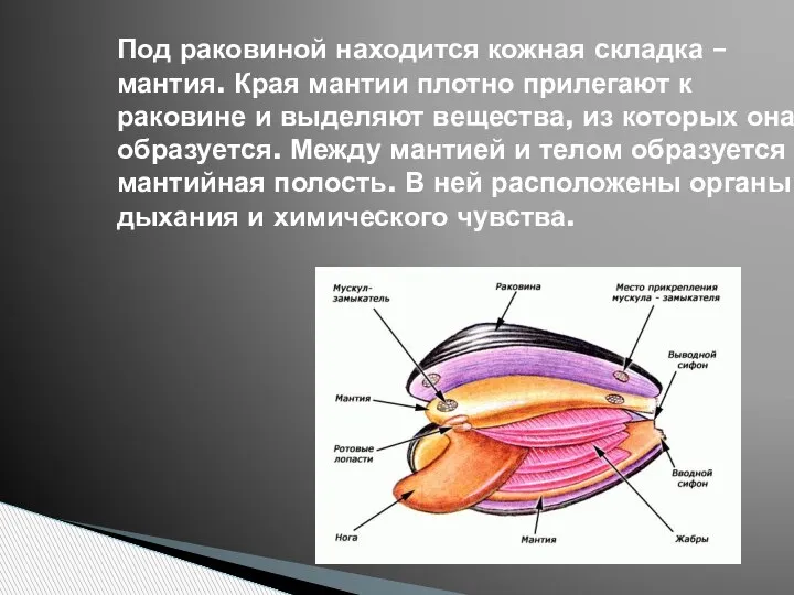 Под раковиной находится кожная складка – мантия. Края мантии плотно прилегают к