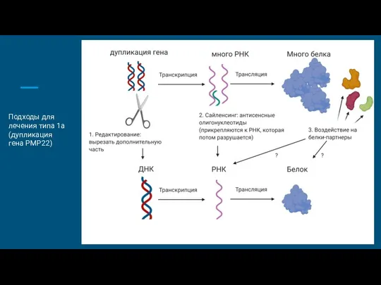 Подходы для лечения типа 1а (дупликация гена PMP22)