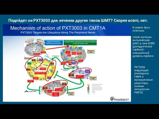 Подойдет ли PXT3003 для лечения других типов ШМТ? Скорее всего, нет. И