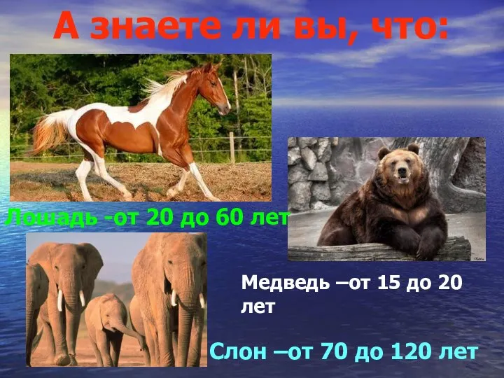А знаете ли вы, что: Лошадь -от 20 до 60 лет Слон