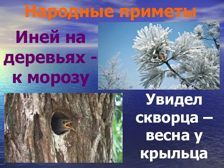 Народные приметы Иней на деревьях - к морозу Увидел скворца – весна у крыльца