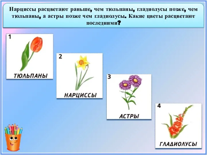 Нарциссы расцветают раньше, чем тюльпаны, гладиолусы позже, чем тюльпаны, а астры позже