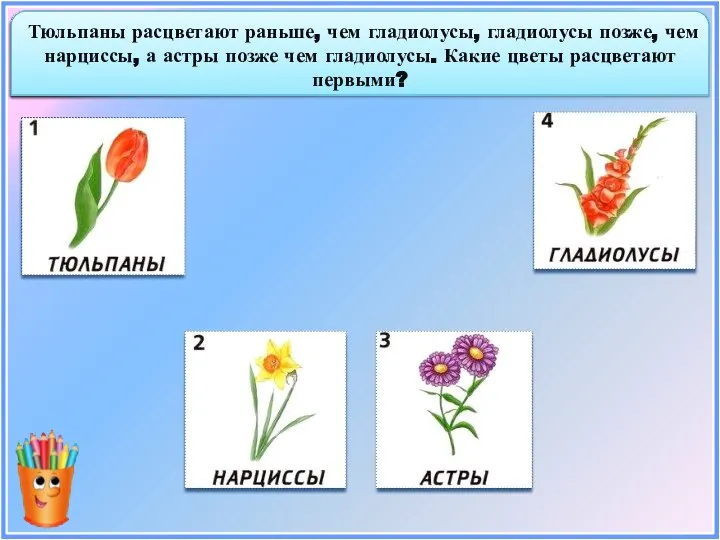 Тюльпаны расцветают раньше, чем гладиолусы, гладиолусы позже, чем нарциссы, а астры позже