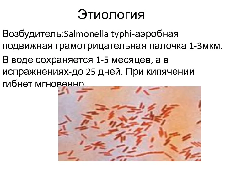 Этиология Возбудитель:Salmonella typhi-аэробная подвижная грамотрицательная палочка 1-3мкм. В воде сохраняется 1-5 месяцев,