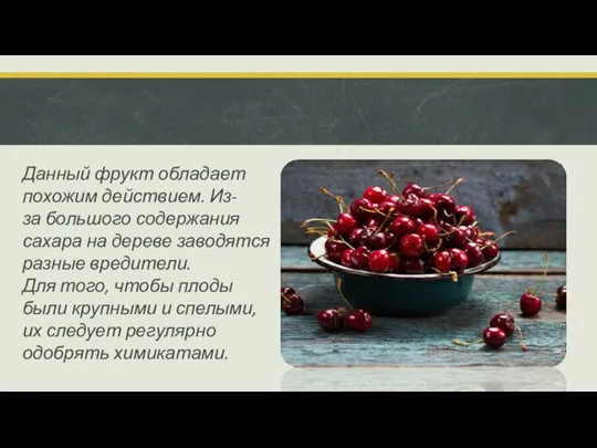 Данный фрукт обладает похожим действием. Из-за большого содержания сахара на дереве заводятся