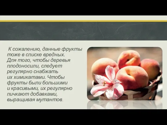 К сожалению, данные фрукты тоже в списке вредных. Для того, чтобы деревья