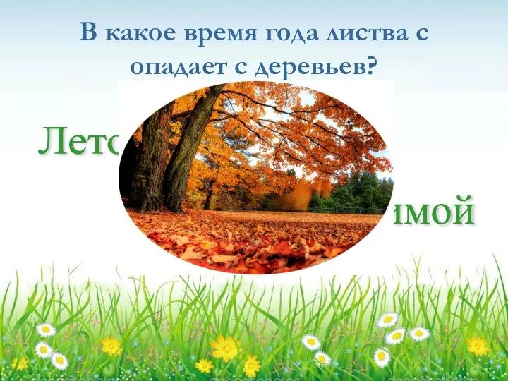 В какое время года листва с опадает с деревьев? Осенью Зимой Весной Летом