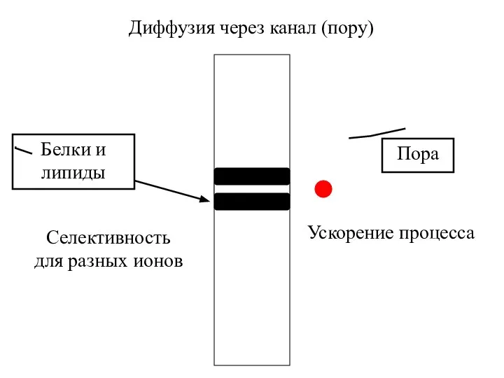 Диффузия через канал (пору) Пора Белки и липиды Селективность для разных ионов Ускорение процесса