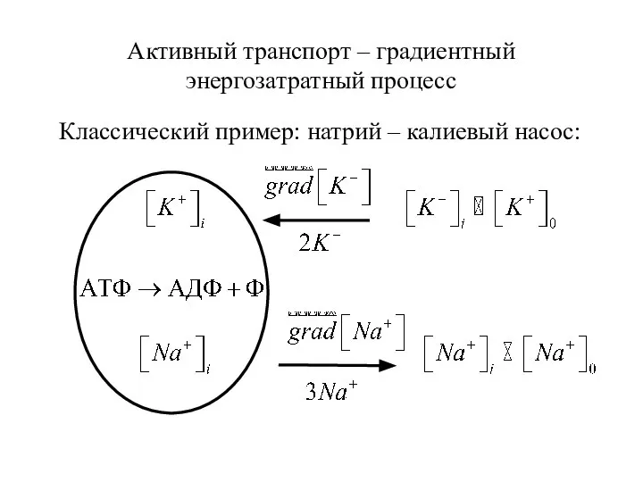 Активный транспорт – градиентный энергозатратный процесс Классический пример: натрий – калиевый насос: