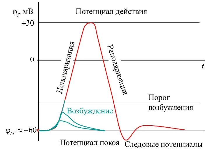 φi, мВ Деполяризация Реполяризация Потенциал покоя Возбуждение Порог возбуждения Следовые потенциалы Потенциал действия