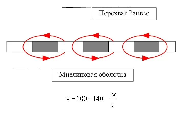 Миелиновая оболочка Перехват Ранвье