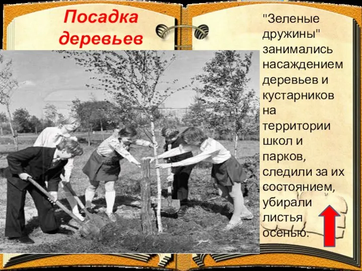 Посадка деревьев "Зеленые дружины" занимались насаждением деревьев и кустарников на территории школ