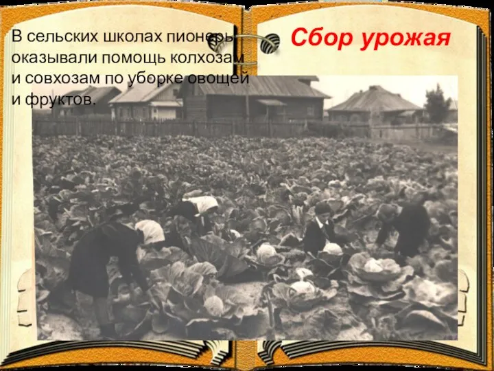 Сбор урожая В сельских школах пионеры оказывали помощь колхозам и совхозам по уборке овощей и фруктов.