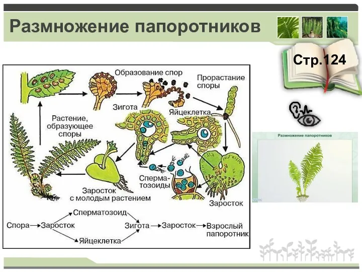 Размножение папоротников Стр.124