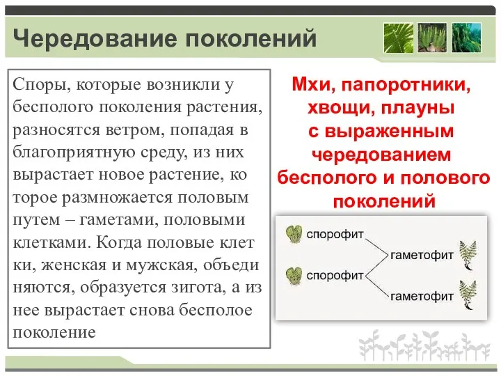 Чередование поколений Споры, ко­то­рые воз­ник­ли у бес­по­ло­го по­ко­ле­ния рас­те­ния, раз­но­сят­ся вет­ром, по­па­дая