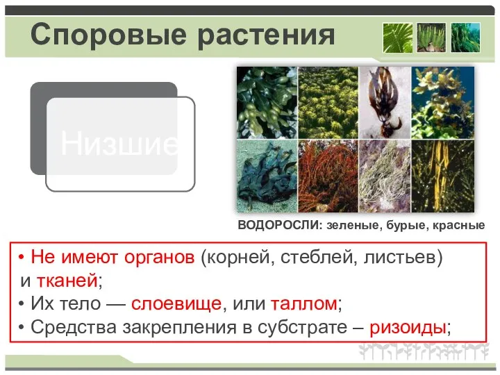 Споровые растения Не имеют органов (корней, стеблей, листьев) и тканей; Их тело