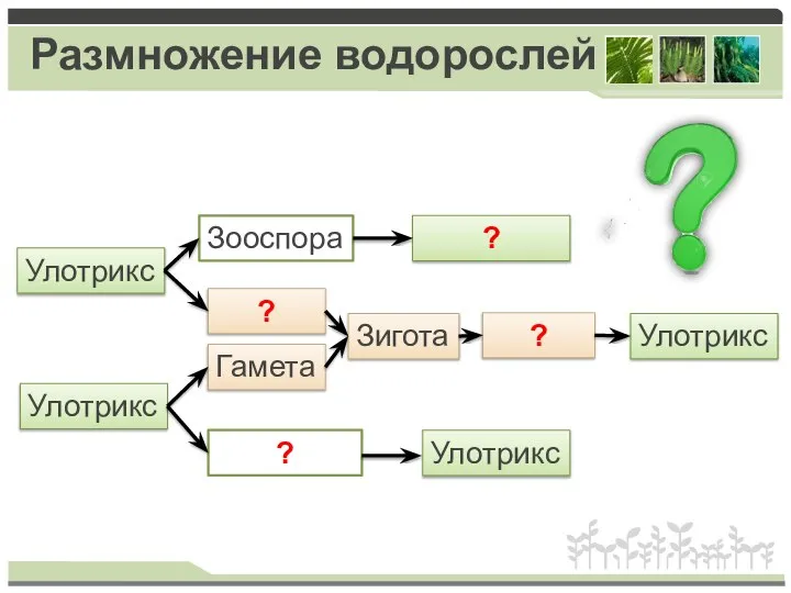 Размножение водорослей