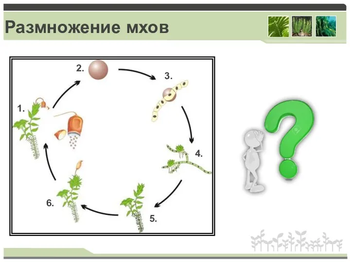 Размножение мхов 3. 1. 2. 4. 5. 6.