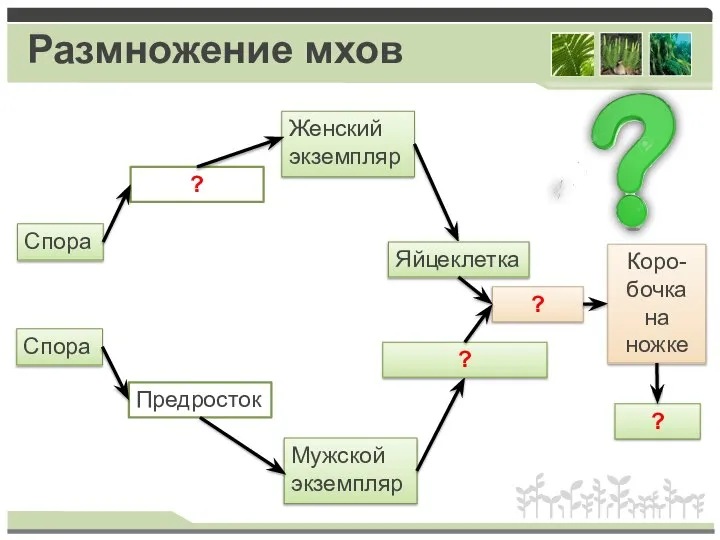 Размножение мхов