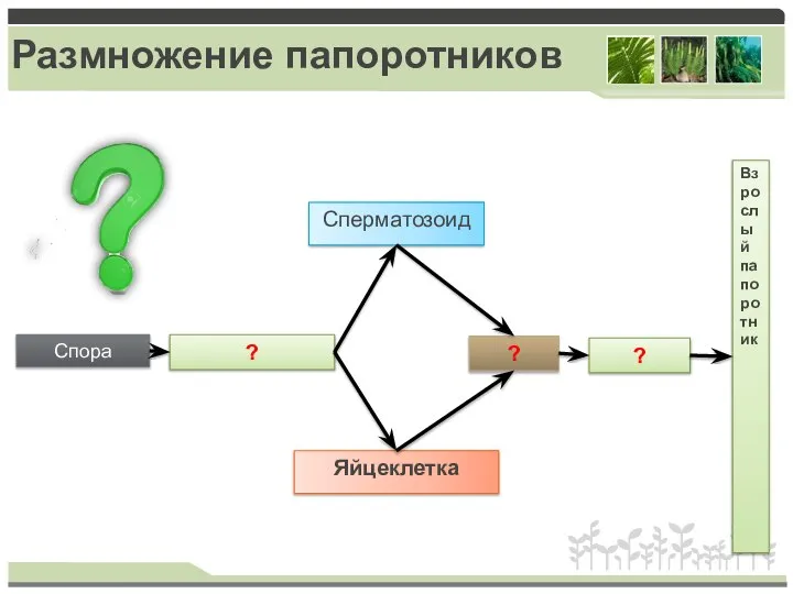 Размножение папоротников