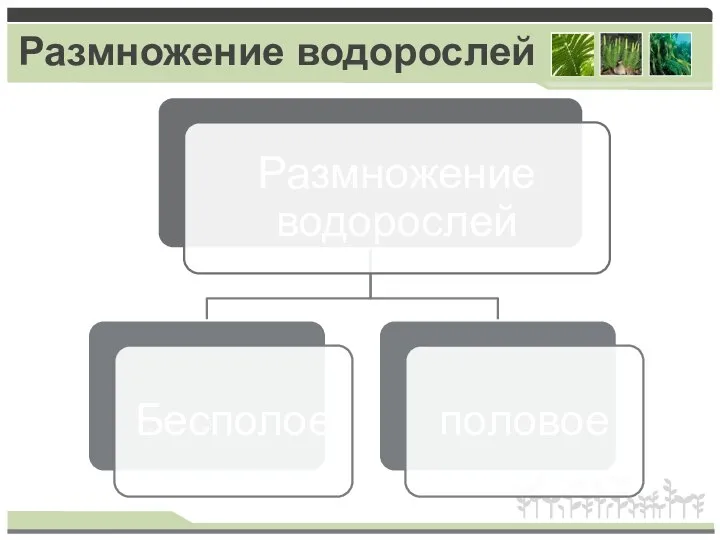 Размножение водорослей