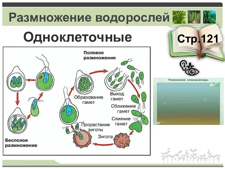 Размножение водорослей Стр.121 Одноклеточные