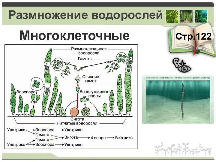 Размножение водорослей Стр.122 Многоклеточные